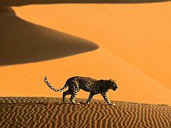 Desert Passage, Sossusvlei Park, Namibia, Africa